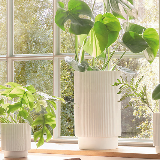Jarra grande | A linha