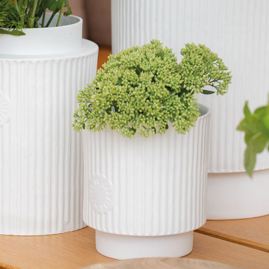 Vaso | A linha